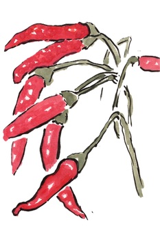 赤い情熱（絵手紙） 唐辛子,香辛料,辛味,カプサイシン,鷹の爪のイラスト素材