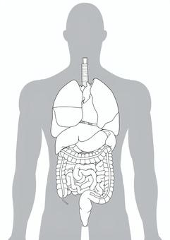 男性人体の内臓 内臓,肺,気管支,食道,胃,肝臓,脾臓,大腸,小腸,結腸のイラスト素材