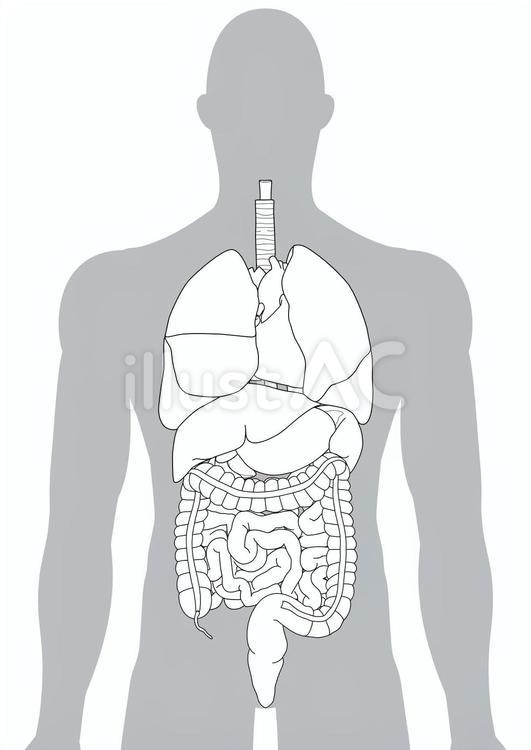 男性人体の内臓 内臓,肺,気管支のイラスト素材