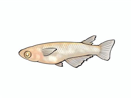 改良メダカ【ミラージュ】 改良,メダカ,めだか,ミラージュ,魚,淡水魚のイラスト素材