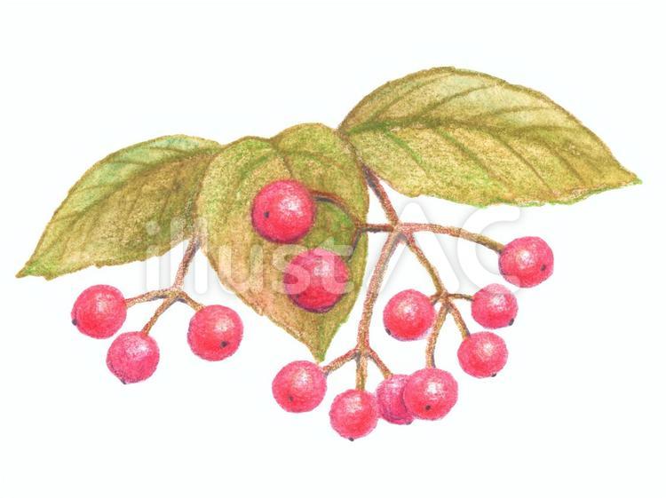木の実のイラスト4 木の実,秋,挿絵のイラスト素材