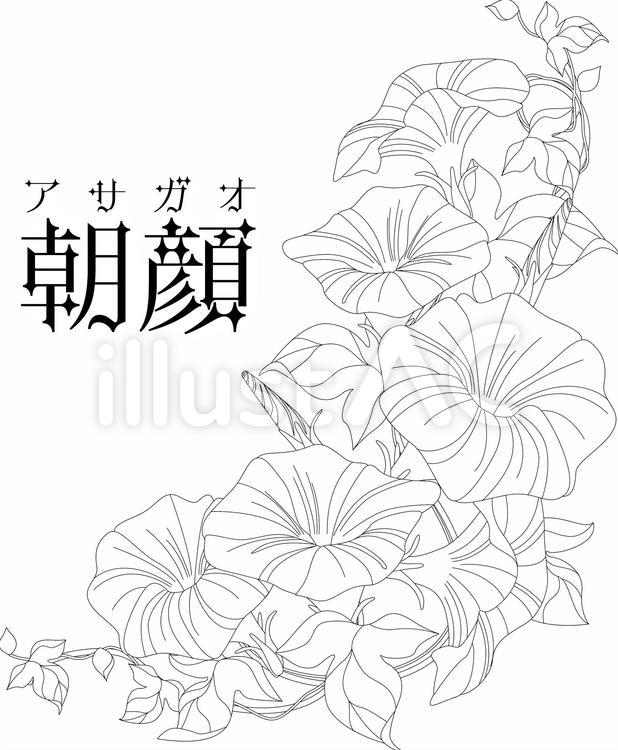 線画の花＜朝顔＞ 朝顔,あさがお,シンプルのイラスト素材