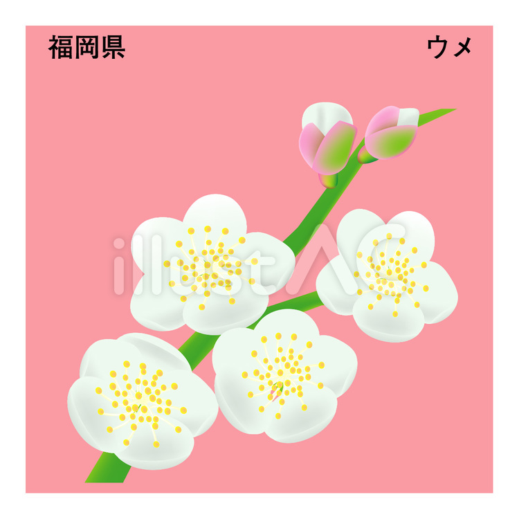 ウメ 県花,福岡県,梅のイラスト素材