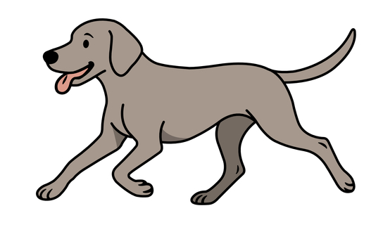ワイマラナー ワイマラナー,大型犬,走る,尻尾,舌のイラスト素材