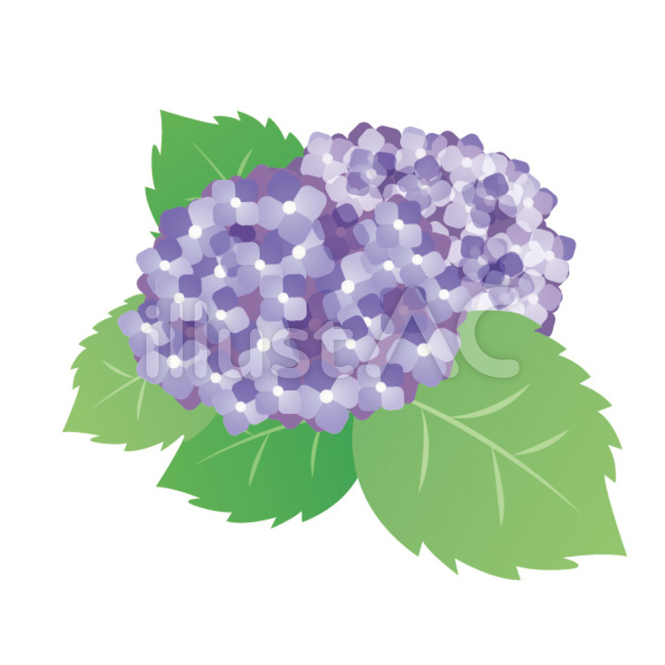アジサイ アジサイ,青,花のイラスト素材