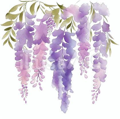 水彩タッチ 藤の花