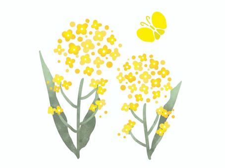 Illustration, rape blossoms, butterfly, oilseed rape, 