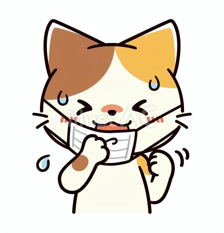 夏にマスクをしているのが暑くて辛い三毛猫 夏,熱中症,マスク着用のイラスト素材