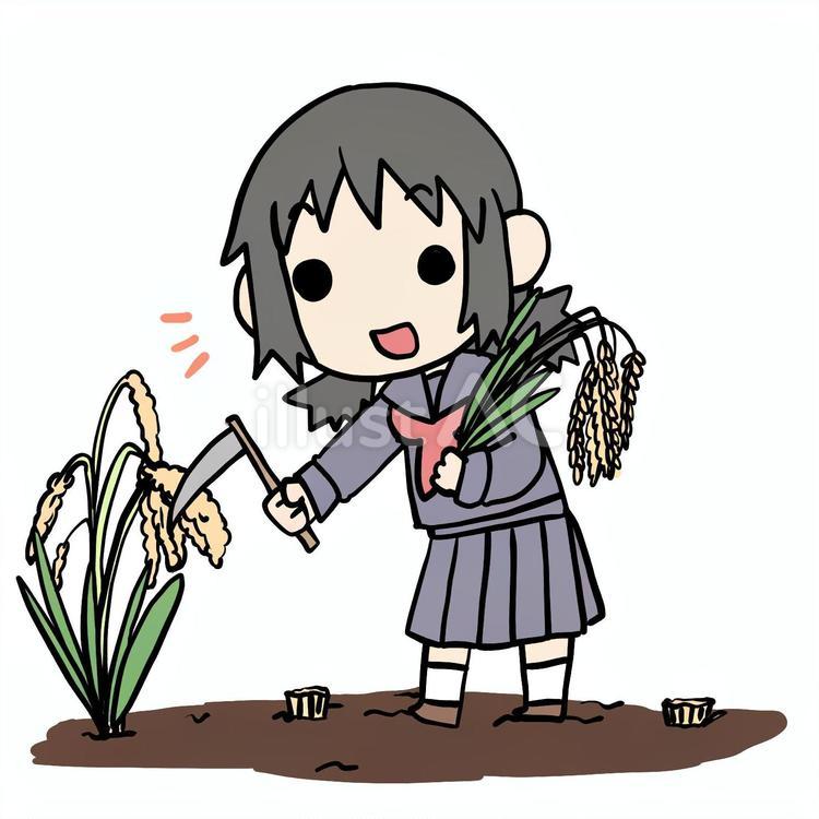 稲刈りをする学生少女 学生,稲刈り,収穫のイラスト素材