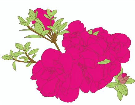 つつじの花 ツツジ,躑躅,自然,ガーデニング,葉,花,赤,グリーン,緑,上品のイラスト素材