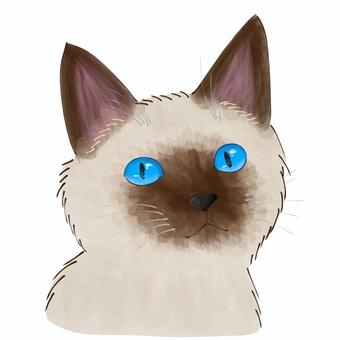 澄ました顔のシャム猫 シャム,ネコ,かわいい,アップ,動物のイラスト素材