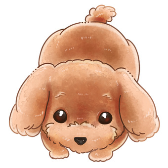 ふわふわトイプードル トイプードル,犬,哺乳類,ペット,ペットショップ,茶色,ふわふわ,もこもこ,伏せ,手描きのイラスト素材