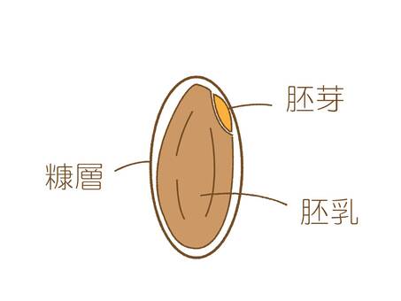 糙米描述結構, 糙米描述結構, 糙米, 白米, 糠層,