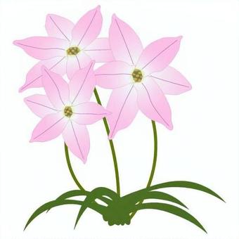 Illustration, hananilla, ifion, chinese chive, 