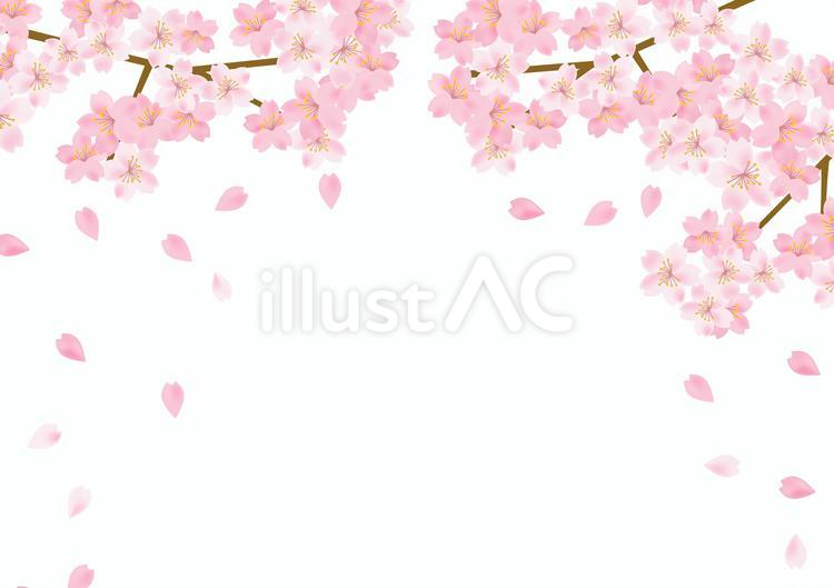 桜の花が美しい春の桜フレーム背景17 桜,春,入学式のイラスト素材