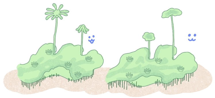 ゼニゴケ ゼニゴケ,コケ,苔,中学理科,理科,コケ植物のイラスト素材