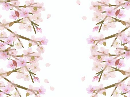 Illustration, cherry blossoms, spring, april, JPG, PNG and AI