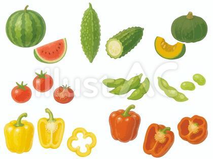 夏野菜 スイカ・枝豆・パプリカ・ゴーヤ等