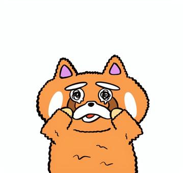 悲しい レッサーパンダ,かわいい,茶色,動物,悲しい,涙,悔しいのイラスト素材