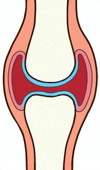 関節（シンプル） 関節,骨,軟骨,滑膜,関節包,関節腔,関節液,繊維膜,関節頭,関節窩のイラスト素材