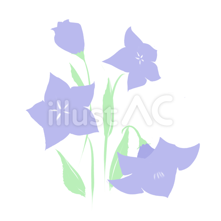 桔梗の花 桔梗,花,紫のイラスト素材