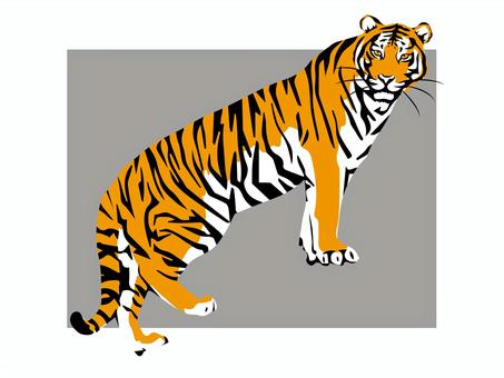 Tiger_Real 插圖 21-2, , JPG, PNG 和 AI