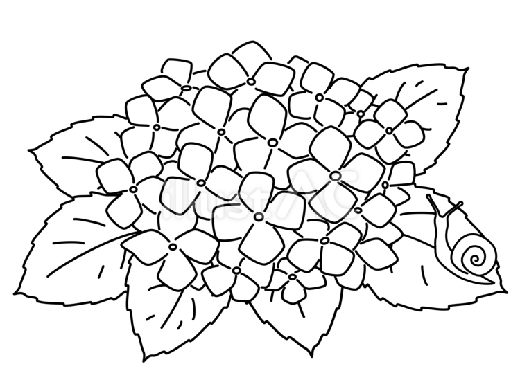 あじさいとカタツムリ_ぬり絵 あじさい,カタツムリ,ぬり絵のイラスト素材