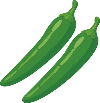 緑のししとう ししとう,野菜,緑色,夏,食材,料理,旬,収穫,農業,畑のイラスト素材