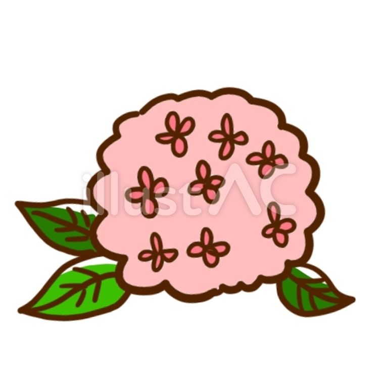 アジサイ アジサイ,紫陽花,６月のイラスト素材