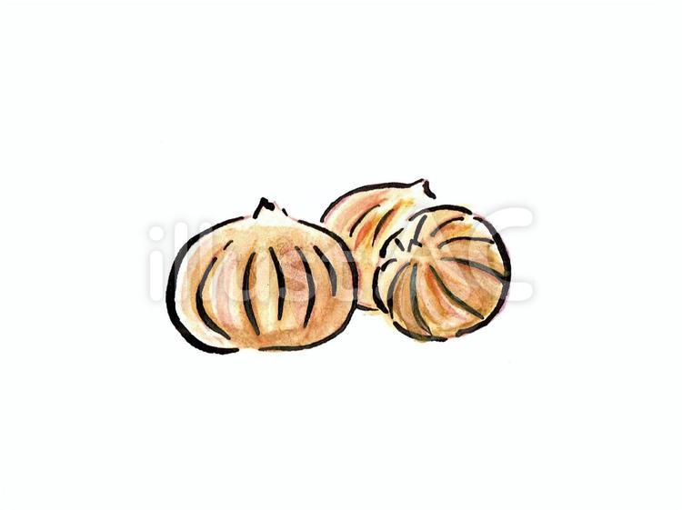 たまねぎ　手描き たまねぎ,野菜,手描きのイラスト素材