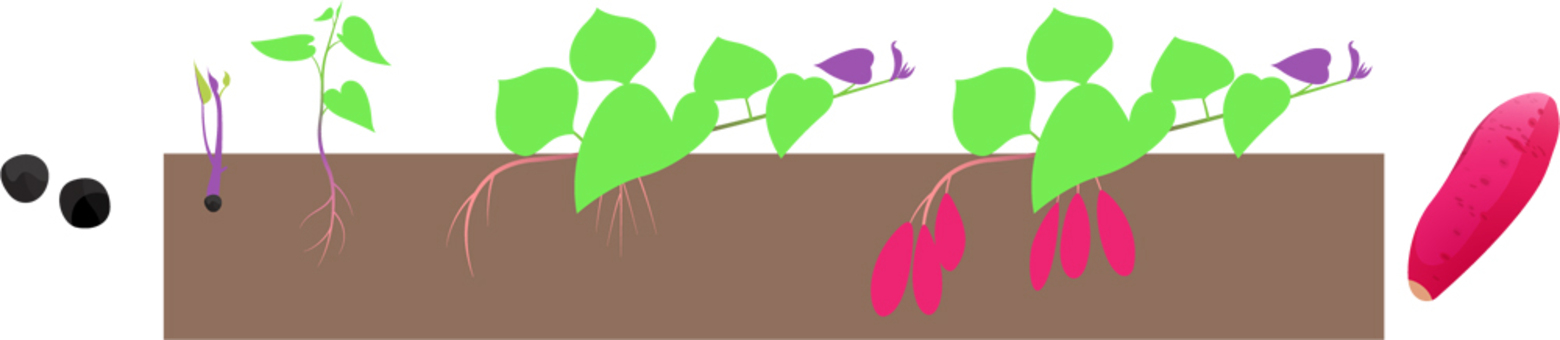 Growth of sweet potato, sweet potato, growing up, sweet potato, JPG, PNG and AI