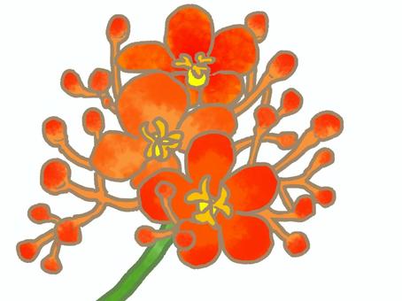 珊瑚油桐の花 植物,観葉植物,亜熱帯植物,珊瑚油桐,オレンジ色,綺麗,ユニーク,花,蕾,可愛いのイラスト素材