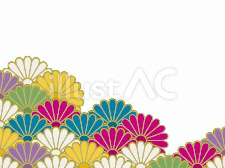 壁紙　菊・青海波 02　背景無 壁紙,背景,バックのイラスト素材