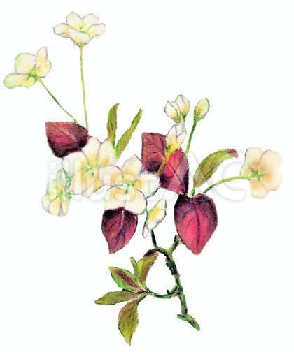 花 白 色鉛筆