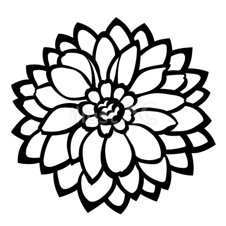 【切り絵図案】ダリア ダリア,花,植物のイラスト素材