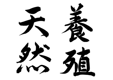 天然・養殖（筆文字） 天然,養殖,筆文字,毛筆,書道,墨筆,墨,書,文字,手書きのイラスト素材