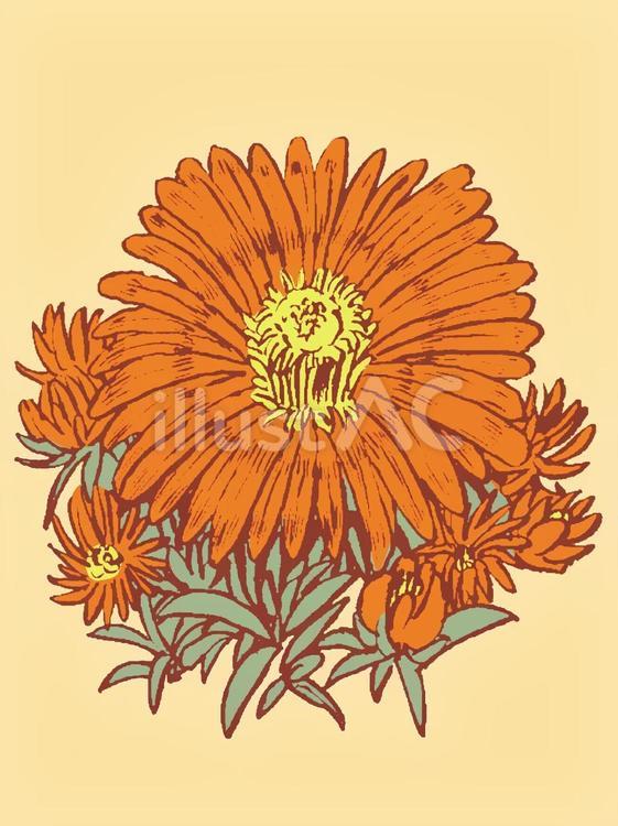 誕生花(６月１０日) 花,マツバギク,誕生花のイラスト素材