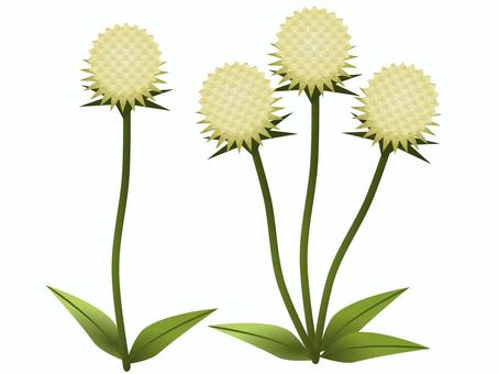 千日草（せんにちそう）02（白） 千日草,花,白,ヒユ科,一年草のイラスト素材