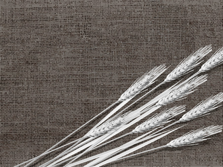 白黒の麦穂と麻布の背景　mugi018 麦穂,白黒,リアル,ナチュラル,お洒落,自然,植物,大人っぽい,枠,背景のイラスト素材