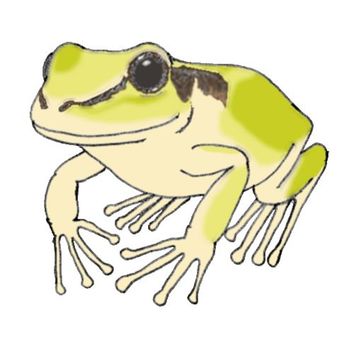 カエル 蛙,梅雨,6月,雨,飛び跳ね,ｆｒｏｇ,ｔｒｅｅｆｒｏｇ,アマガエル,両棲類,両生類のイラスト素材