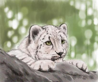 雪豹, JPG 雪豹, 雪豹, 動物, 動物園, JPG