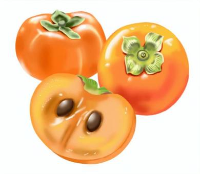 柿のイラスト　丸ごととカット（半割り） 柿,くだもの,カット,半分,食べ物,フルーツ,果実,新鮮,八百屋,農産物のイラスト素材