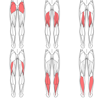 Illustration, muscle, lower body, gluteus maximus, 