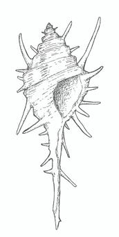 トゲトゲした巻貝の線画イラスト 巻貝,海,貝殻,生き物,トゲトゲ,手描き,リアル,モノクロ,挿絵,白バックのイラスト素材