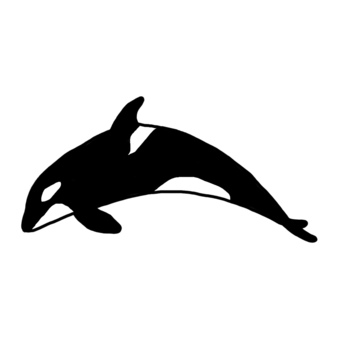 Illustration, killer whale, hand drawn, marine life, 