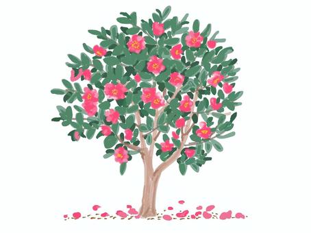 サザンカ サザンカ,花木,植木,リアル,手描きのイラスト素材