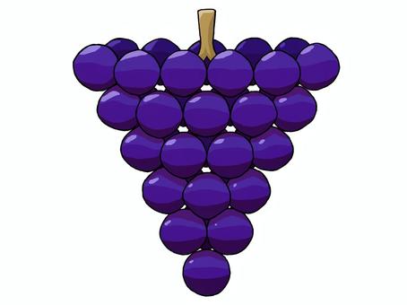 ぶどうの実 ぶどうの実 ぶどう,実,果実,植物,食べ物,秋,紫,一房,光沢,つやのイラスト素材
