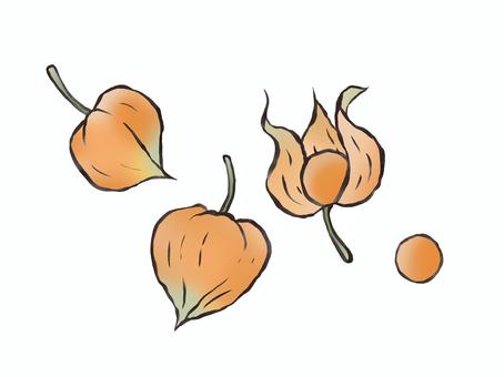 ほおずき ほおずき,夏,お盆,実,植物,オレンジ色のイラスト素材