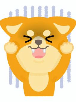 柴犬絶望 柴犬,絶望,ショック,犬,ドッグ,動物,日本,和,ペットのイラスト素材