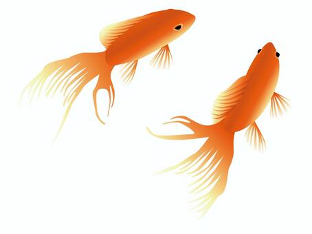 goldfish, JPG and EPS goldfish, , JPG and EPS
